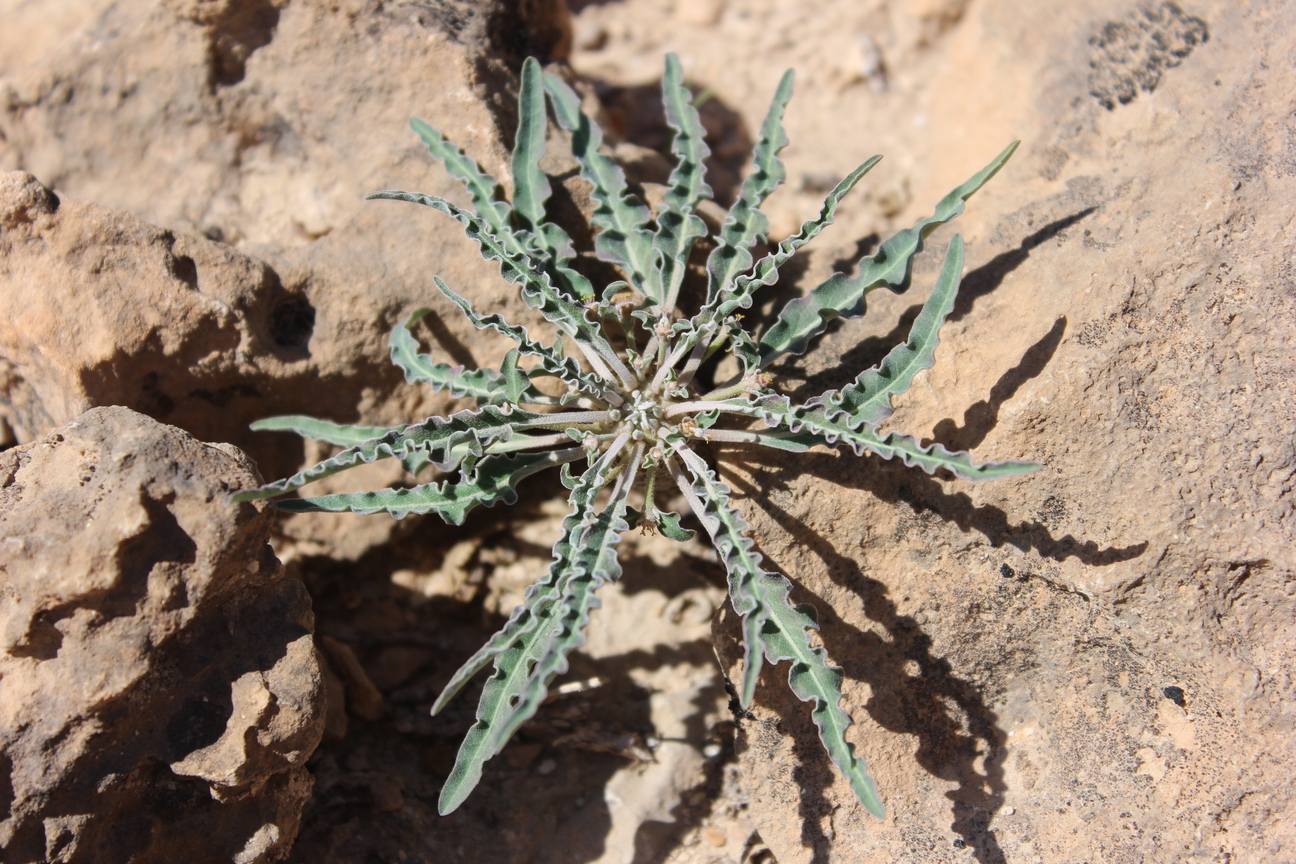 Plant Image